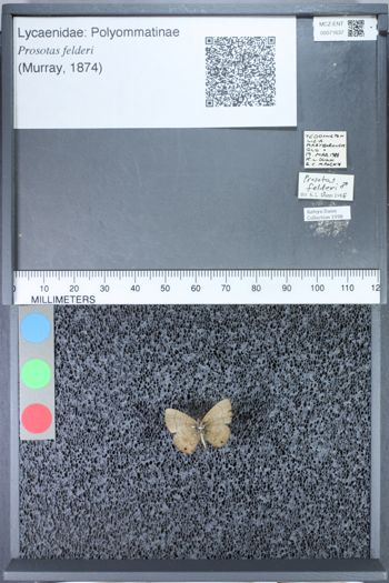 Media type: image;   Entomology 71637